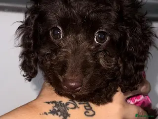 Cavapoo dogs Rare chocolate gems the ultimate cuddle buddy - Advert 12