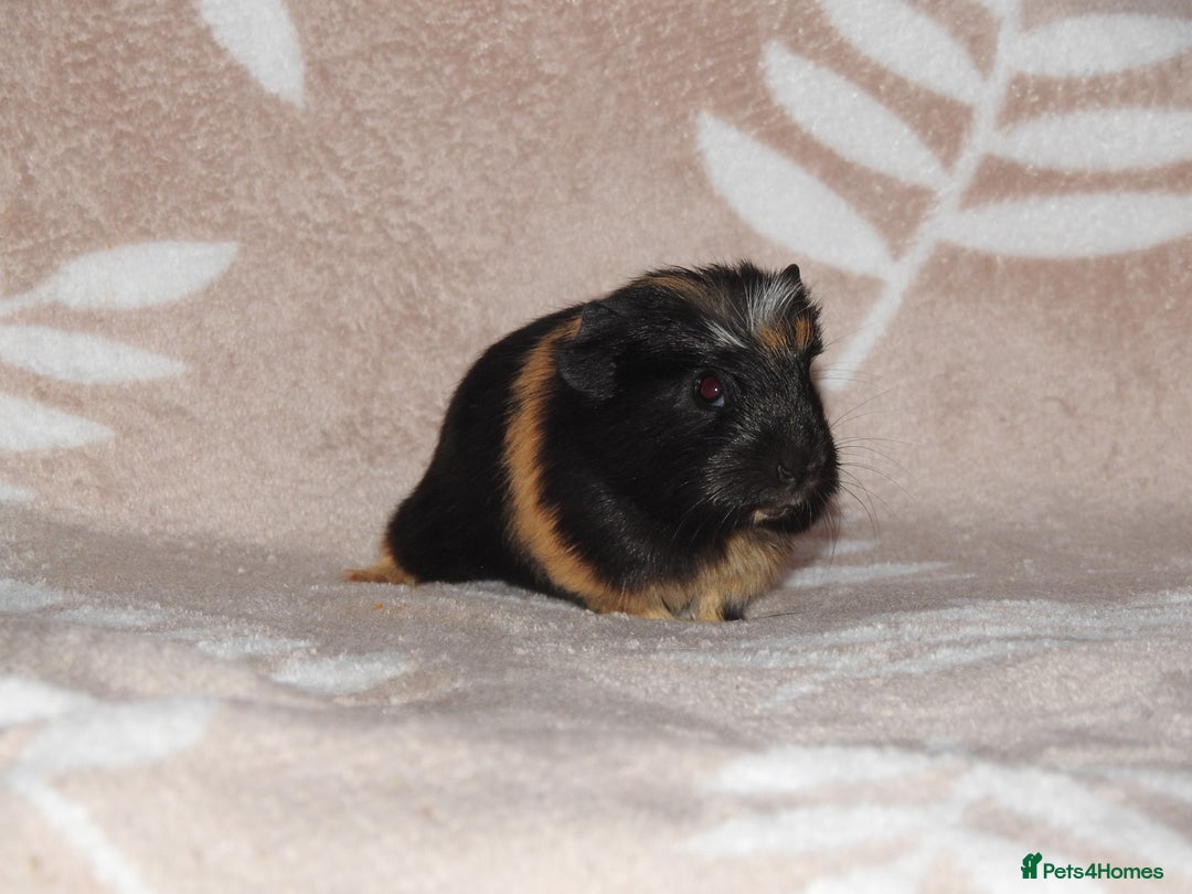 Guinea Pig rodents for sale: 2 crested guinea pigs available 1 male 1 female  - Advert 5