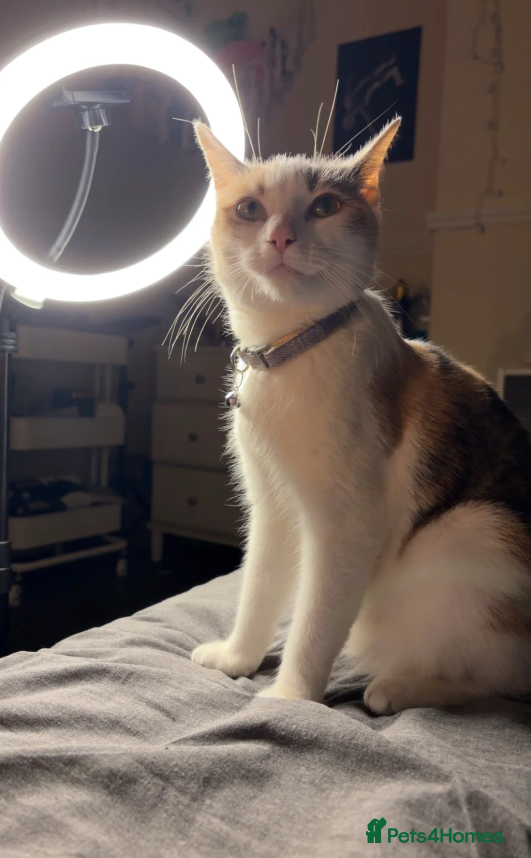 Mixed Breed cats for sale: Zuzu, Female Calico Cat - Advert 2