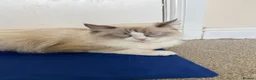 Mixed Breed cats for sale: Ragcoon Kitten - Advert 13