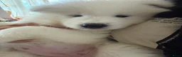 Samoyed dogs for sale: 🐾 Beautiful Samoyed Puppies Available 🐾 - Advert 10