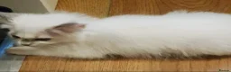Ragdoll cats for sale: 1 girl ragdoll READY NOW - Advert 5
