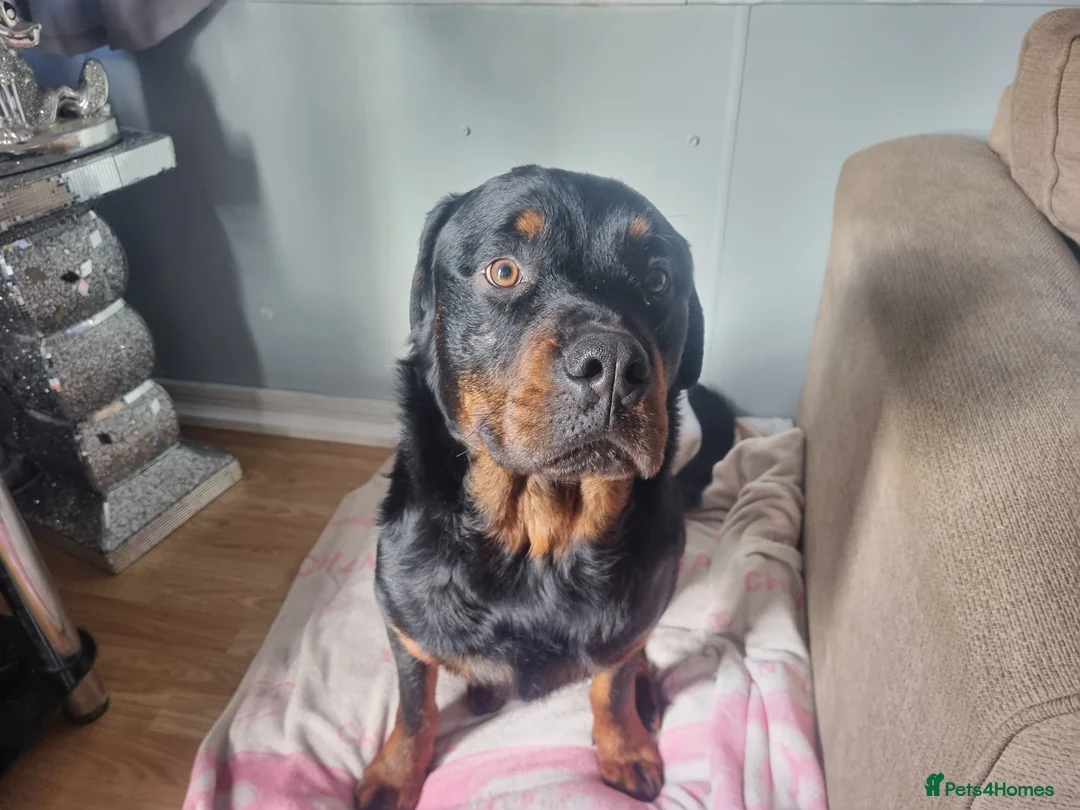 Rottweiler dogs for sale: Male Rottweiler Puppy in Sheerness - Advert 5