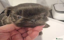 Shih Tzu dogs for sale: Kc reg stunning very tiny babies boys/girls - Image 37