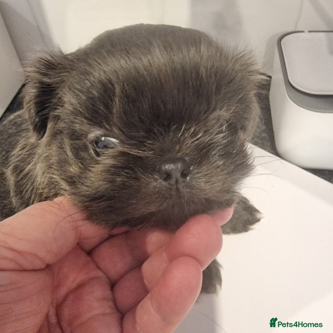 Shih Tzu dogs for sale: Kc reg stunning very tiny babies boys/girls - Image 37