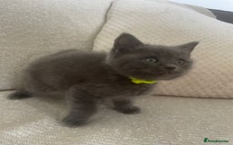 Ragdoll cats for sale: Cuddly & Sweet Ragdolls - Image 13