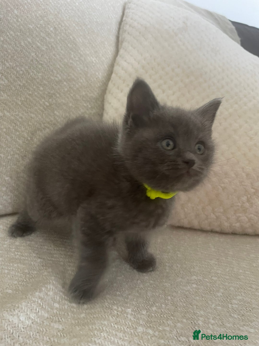 Ragdoll cats for sale: Cuddly & Sweet Ragdolls - Image 13
