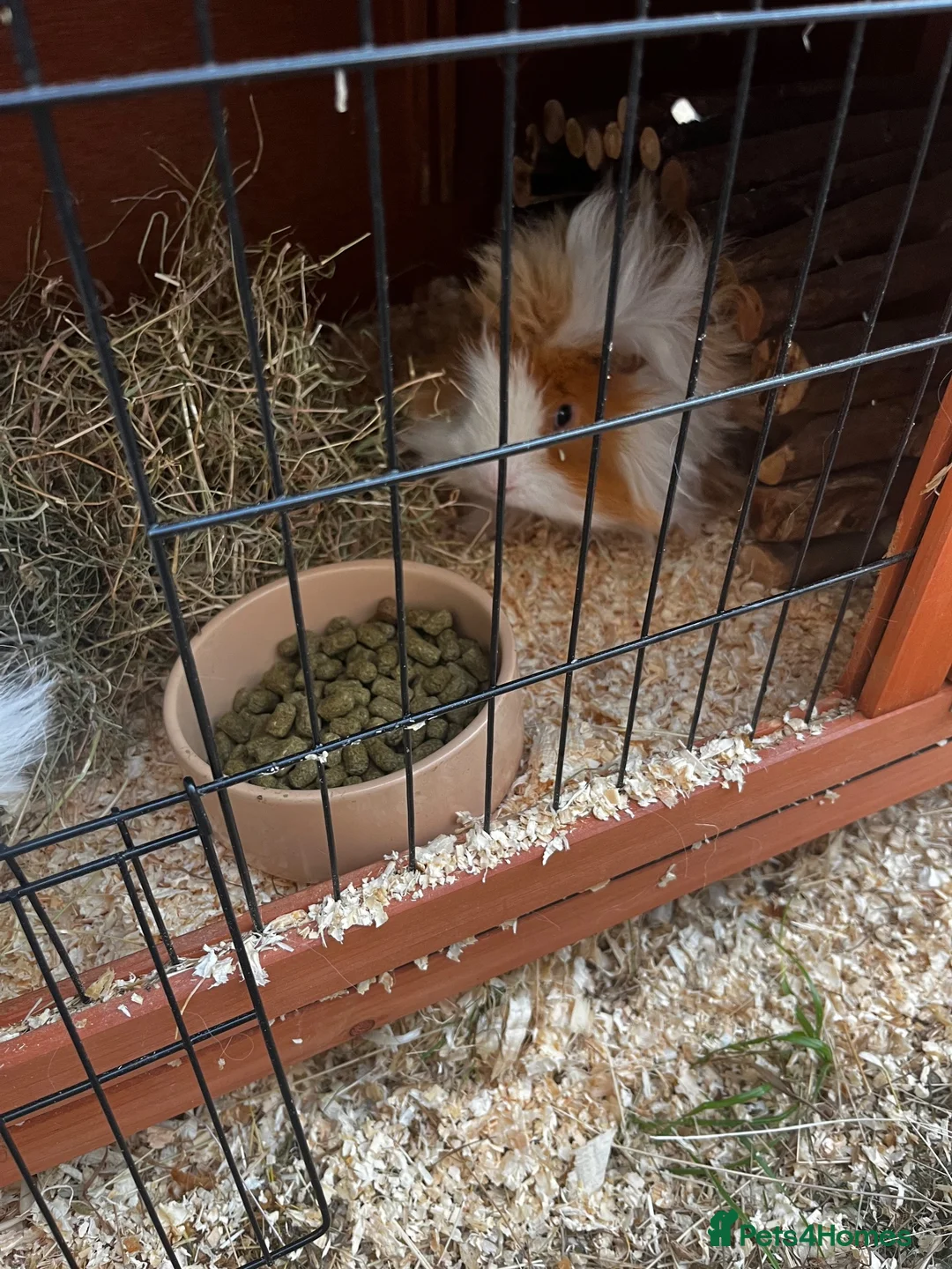Guinea Pig rodents for sale: 2 male fluffy guinea pigs  in Newton Aycliffe - Advert 3