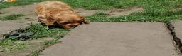 Cavapoo dogs for sale: Ready now, 1 Cavapoo puppy - Advert 4