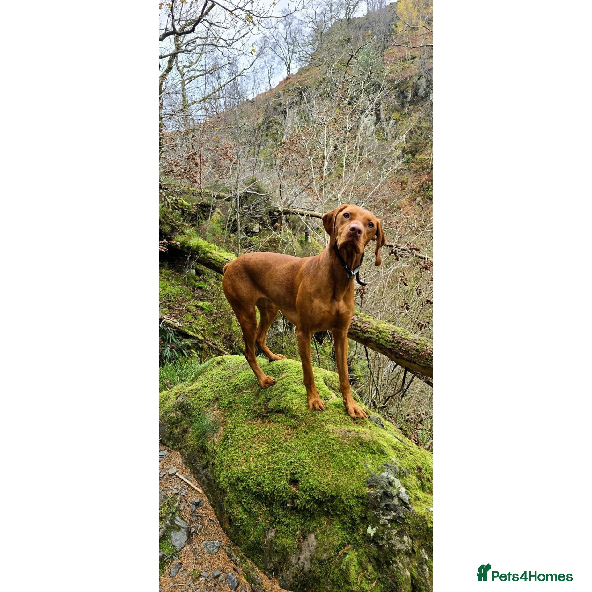 Hungarian Vizsla dogs 9 Vizsla Puppies for Sale - Advert 5