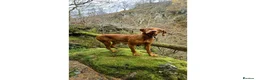 Hungarian Vizsla dogs for sale: 9 Vizsla Puppies for Sale - Advert 1