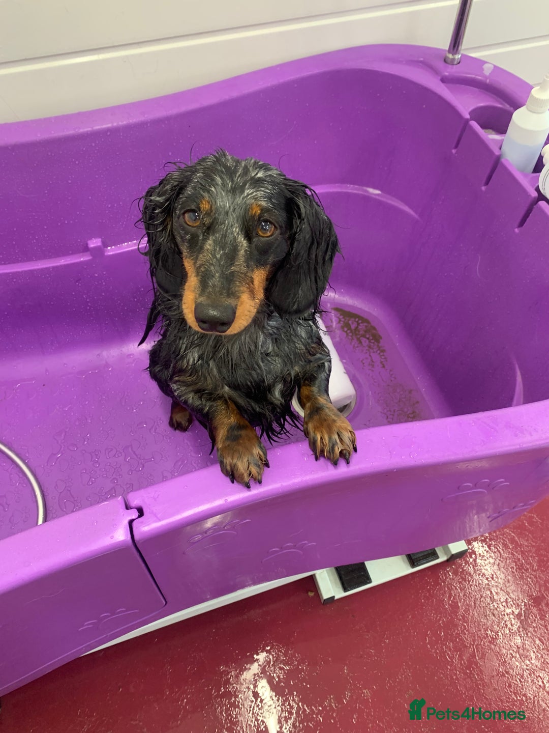 Dachshund dogs for sale: Beautiful standard dachshund puppies ❤️ - Image 31