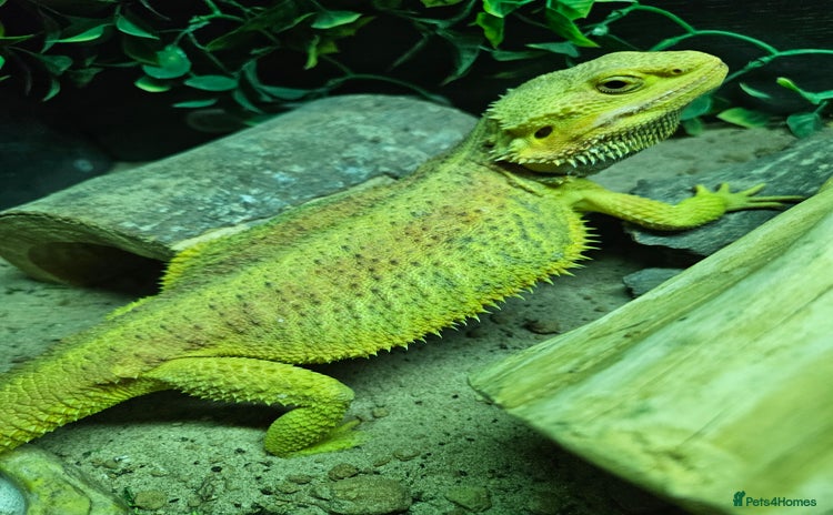 Lizard reptiles - Advert 1