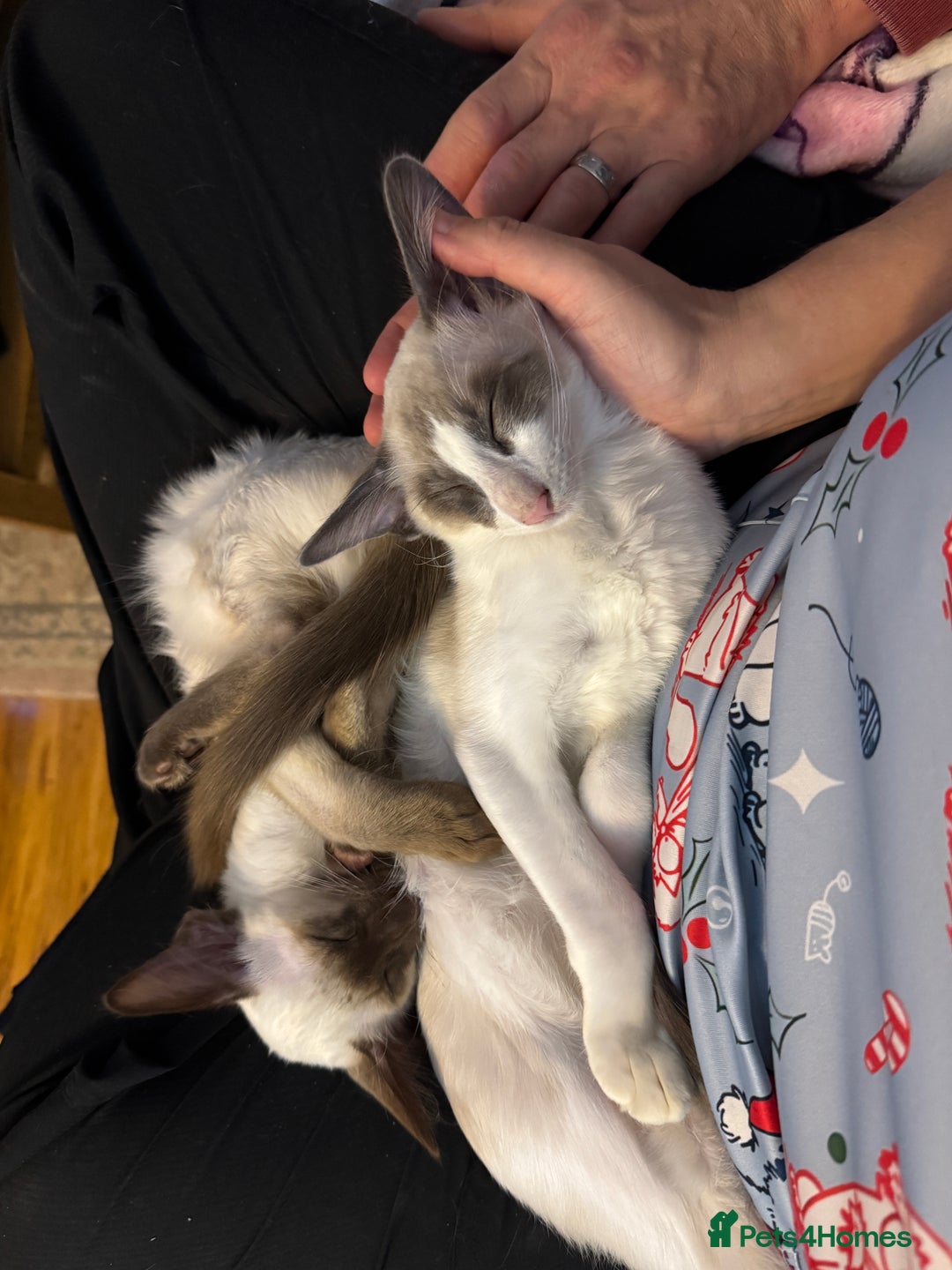 Oriental cats for sale: Siamese, Balinese and POLH bicolours - Advert 2