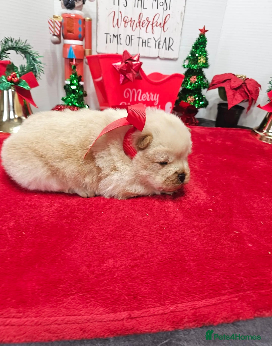 Chow Chow dogs for sale:  **  Litter of  Chow Chow Puppies - Advert 16