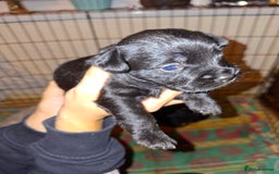 Mixed Breed dogs for sale: Miniature Poodle cross french bulldog puppies  - Image 22