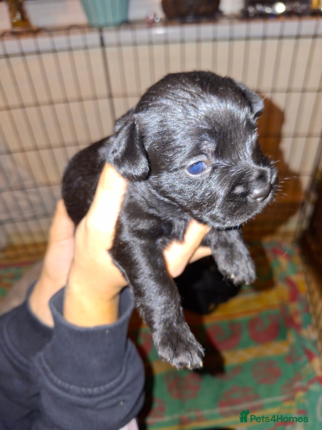 Mixed Breed dogs for sale: Miniature Poodle cross french bulldog puppies  - Image 22