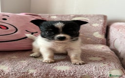 Chihuahua dogs for sale: 3 chihuahuas for sale - Image 2