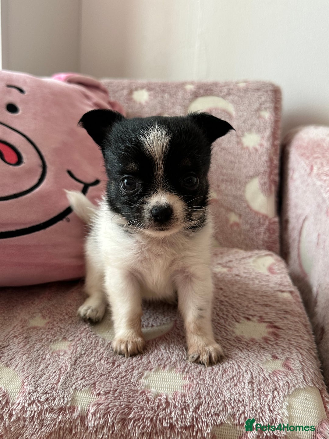Chihuahua dogs for sale: 3 chihuahuas for sale - Image 2