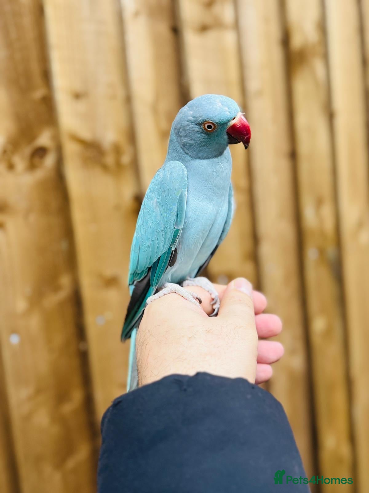 Ringnecks birds Blue ring neck - Advert 1