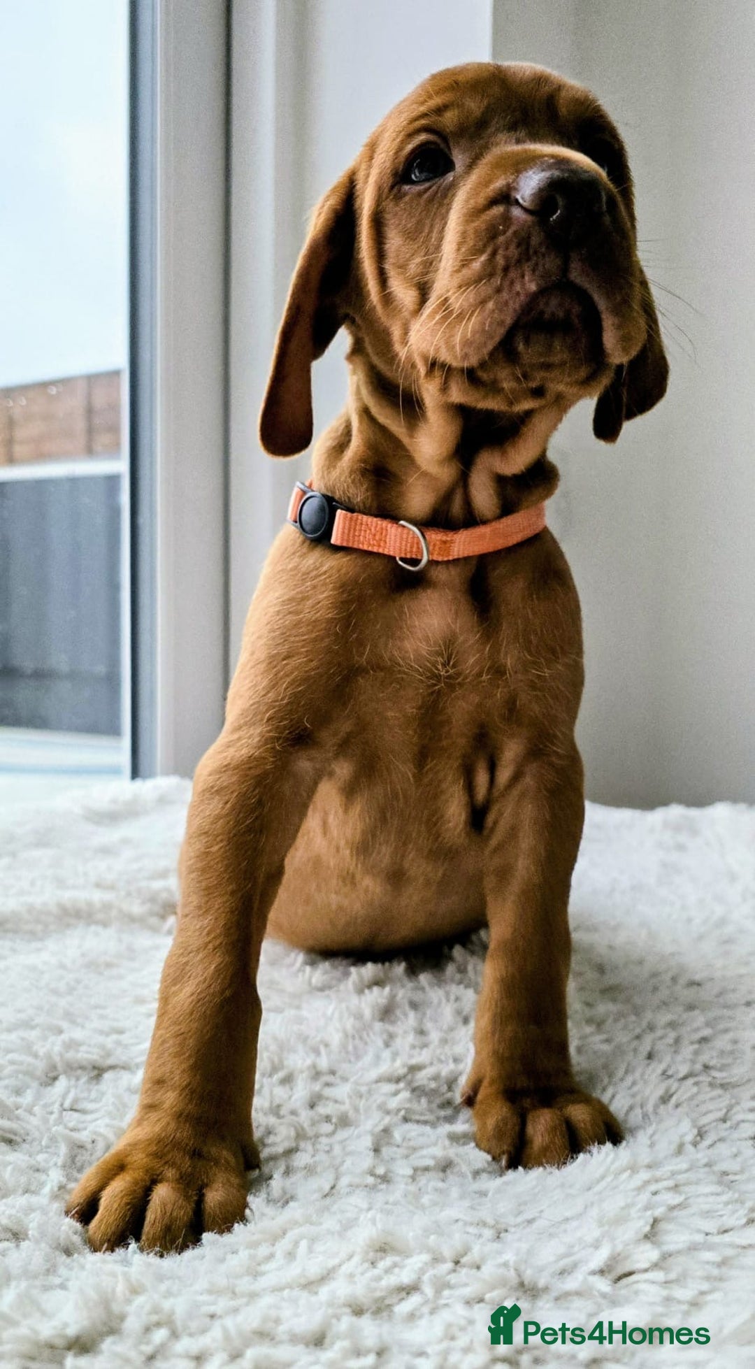 Stunning KC Registered Vizsla Puppies for sale in Bangor Pets4Homes