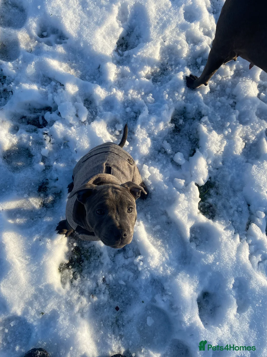 Staffordshire Bull Terrier dogs for sale: 🏆 CHAMPION BLUE BITCH READY TO LEAVE 🏆 - Advert 19