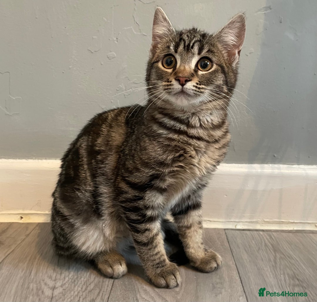 Mixed Breed cats for sale: Rare kittens for sale ready now  - Advert 7