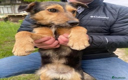 Mixed Breed dogs for adoption: 💖🐶 DAISY 🐶💖 - Image 7