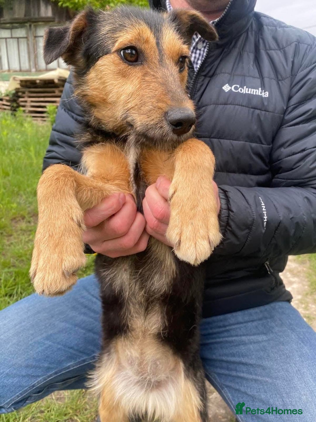 Mixed Breed dogs for adoption: 💖🐶 DAISY 🐶💖 - Image 7