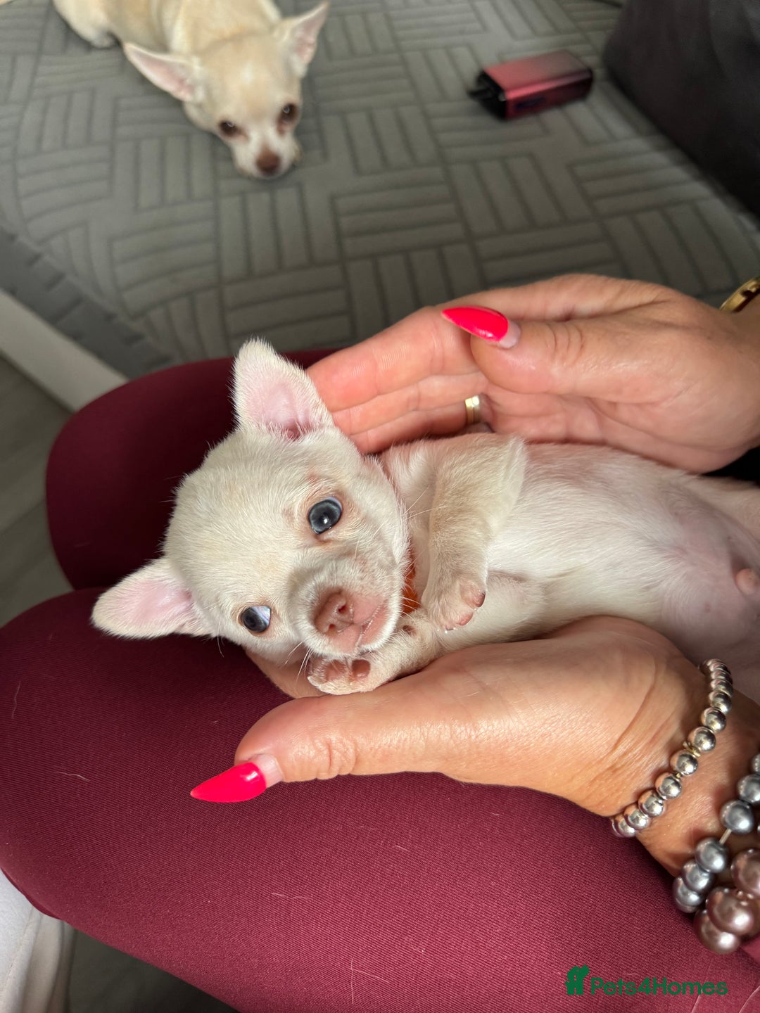Chihuahua dogs for sale: 🐶 tiny chihuahua pups - Image 14