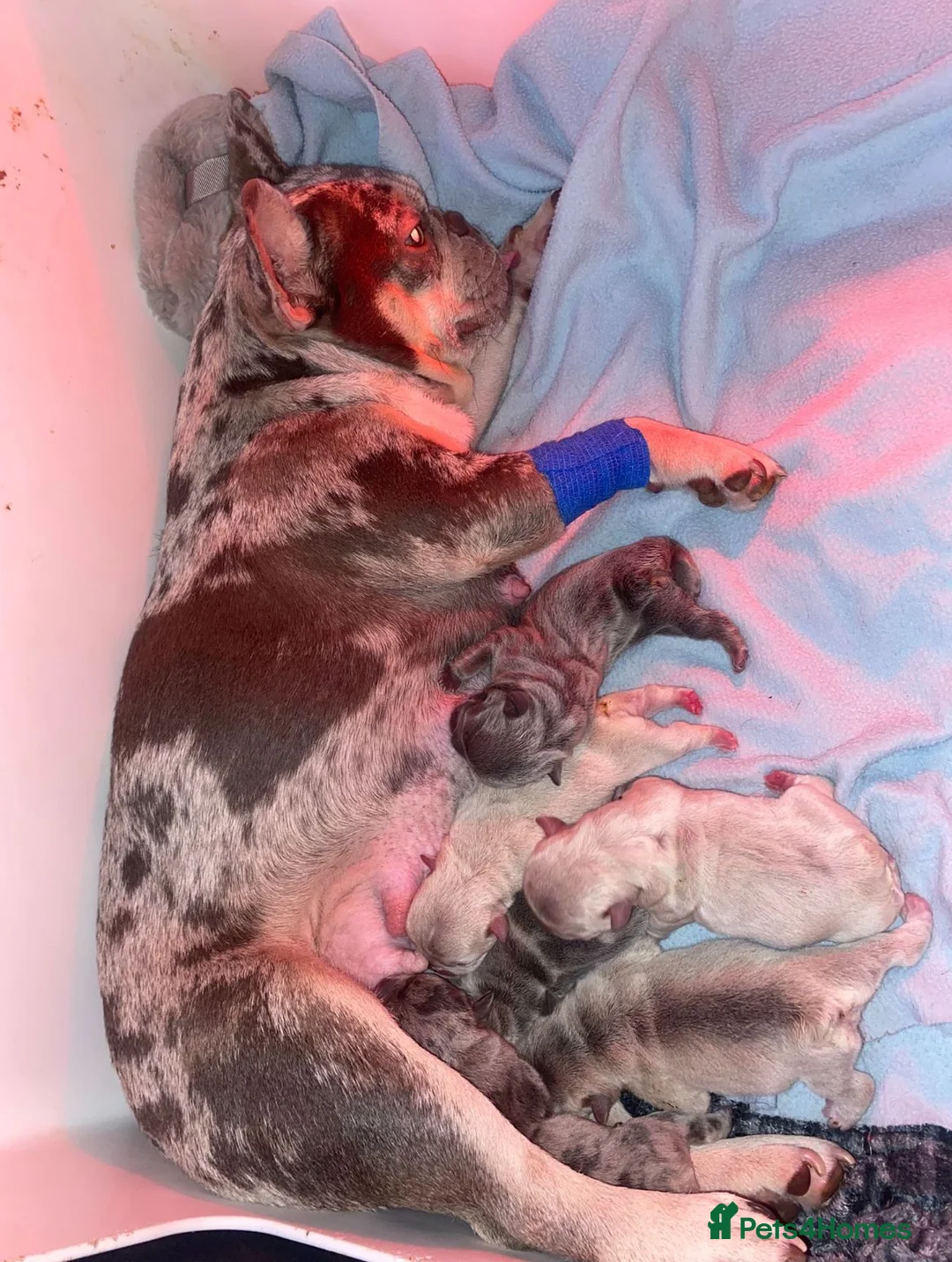 French Bulldog dogs for sale: French bulldog puppies  - Advert 6