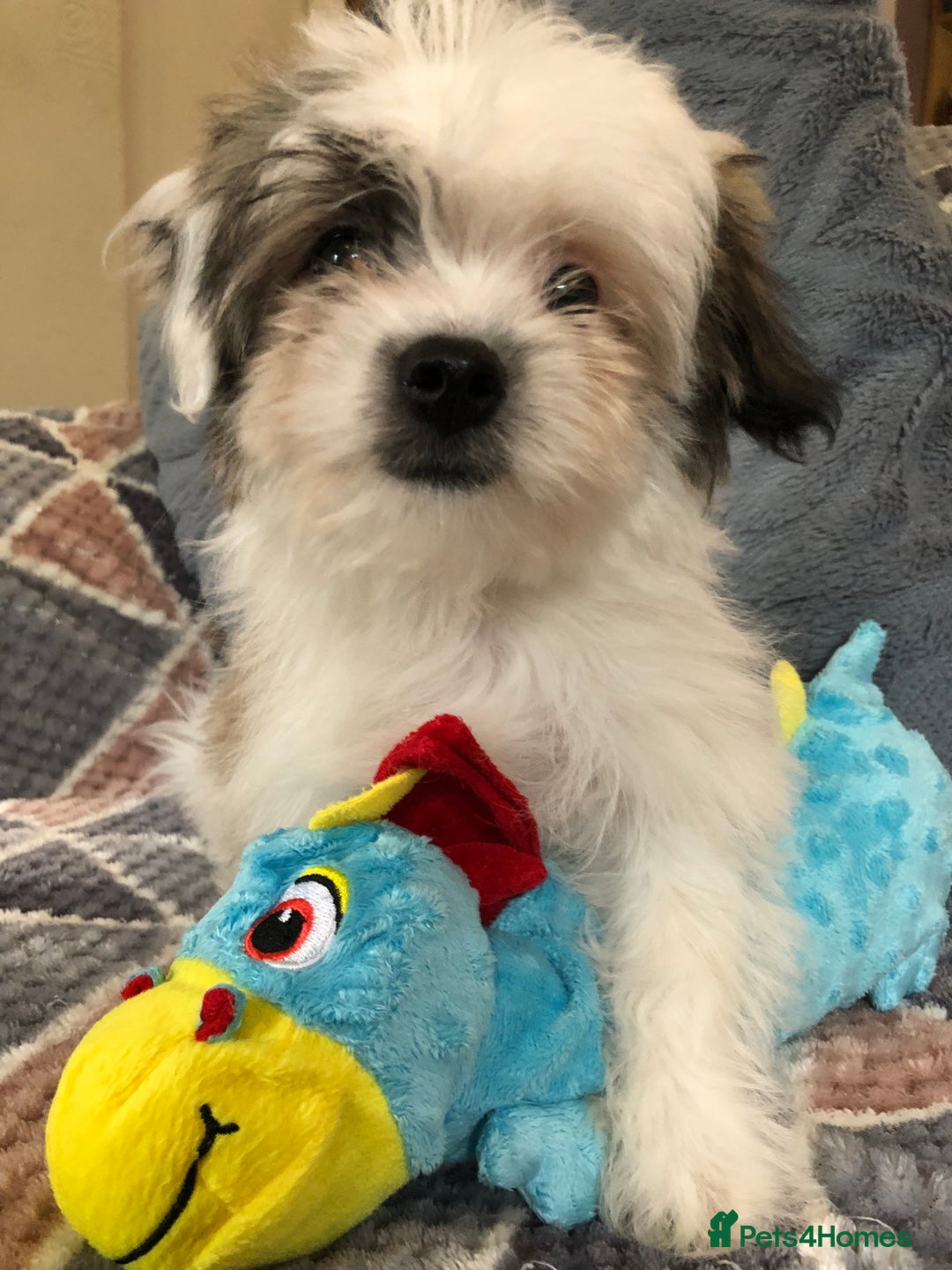 Mixed Breed dogs for sale: shihtzu x maltese  - Image 14