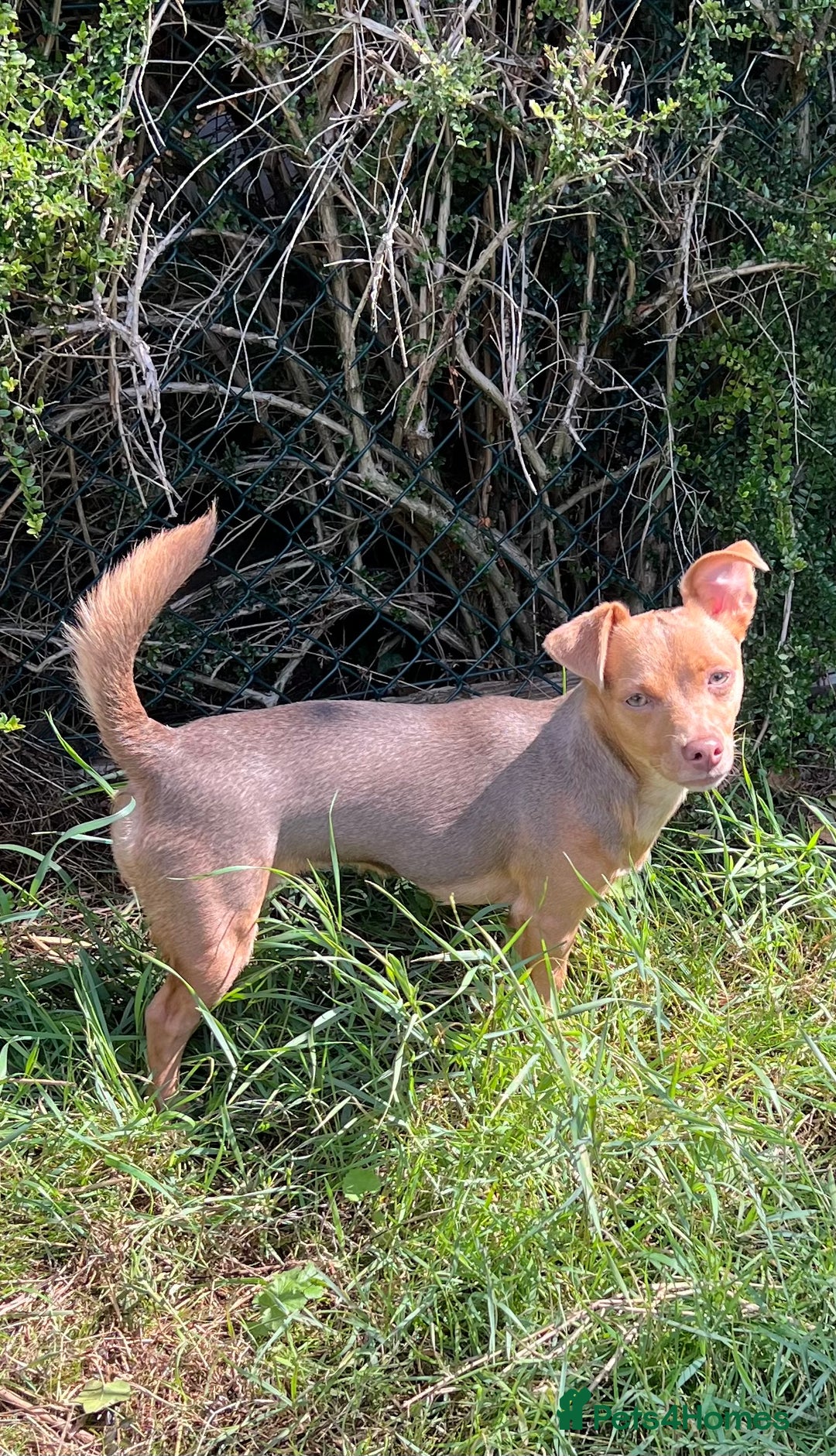 Jack Russell dogs for sale: Miniature Jack Russell  - Image 20