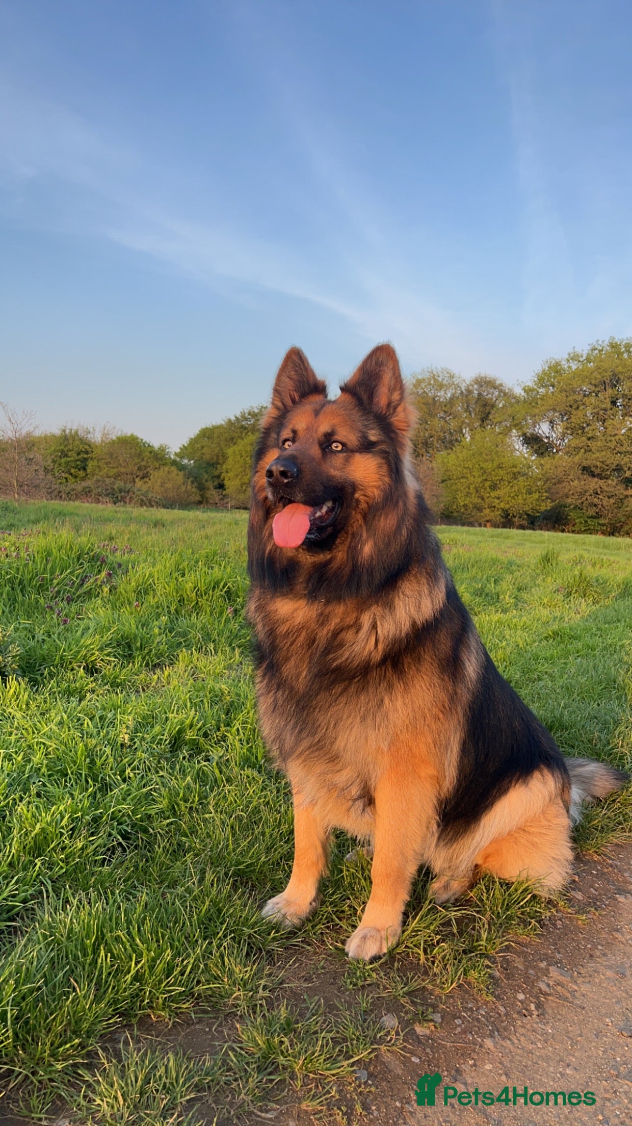 German Shepherd dogs Zeus available for Stud - Advert 1