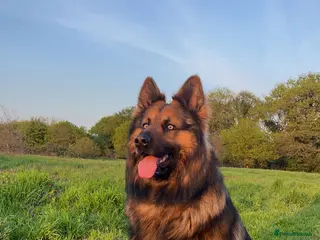German Shepherd dogs Zeus available for Stud - Advert 1