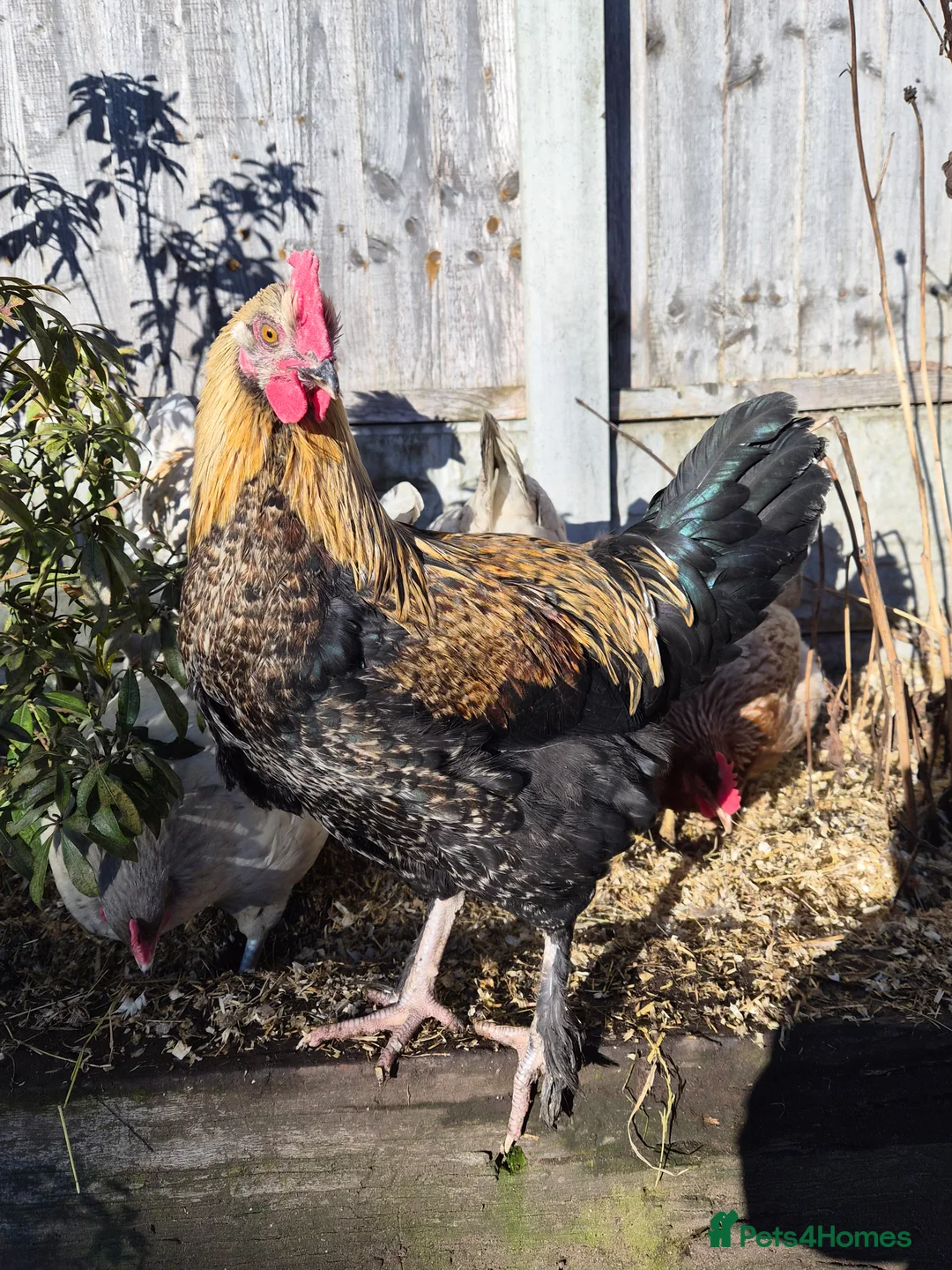 Chickens poultry for sale: Stunning , boy for a good home - Advert 2