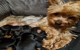 Yorkshire Terrier dogs for sale: Miniature Yorkshire terrier puppies - Image 2