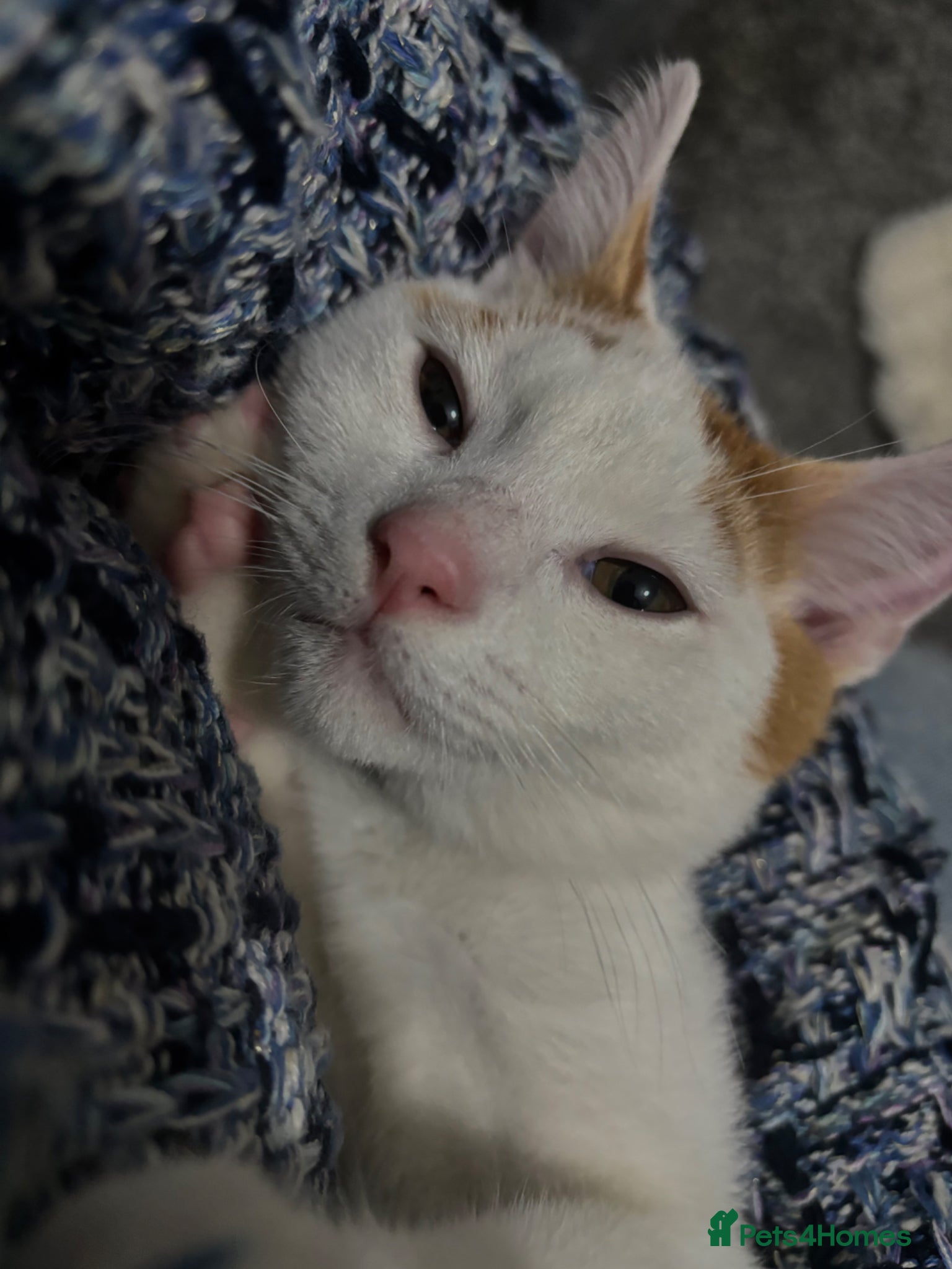 Mixed Breed cats 11 Month Old White & Orange Tabby Cat - Advert 1