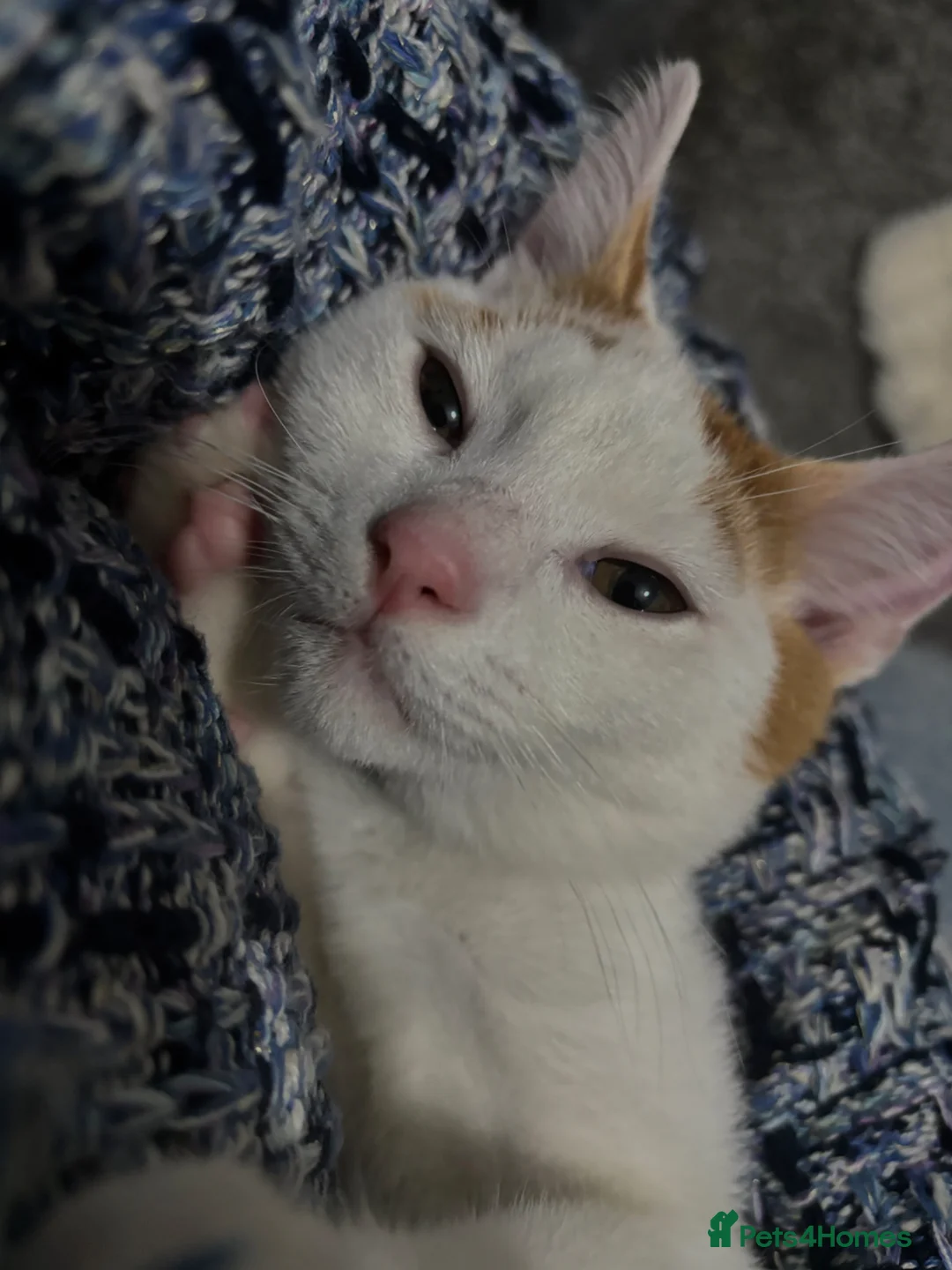 Mixed Breed cats for adoption: 11 Month Old White & Orange Tabby Cat in Manchester - Advert 1