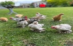 Chickens poultry for sale: Mixed breed sablepoot chickens  - Image 6