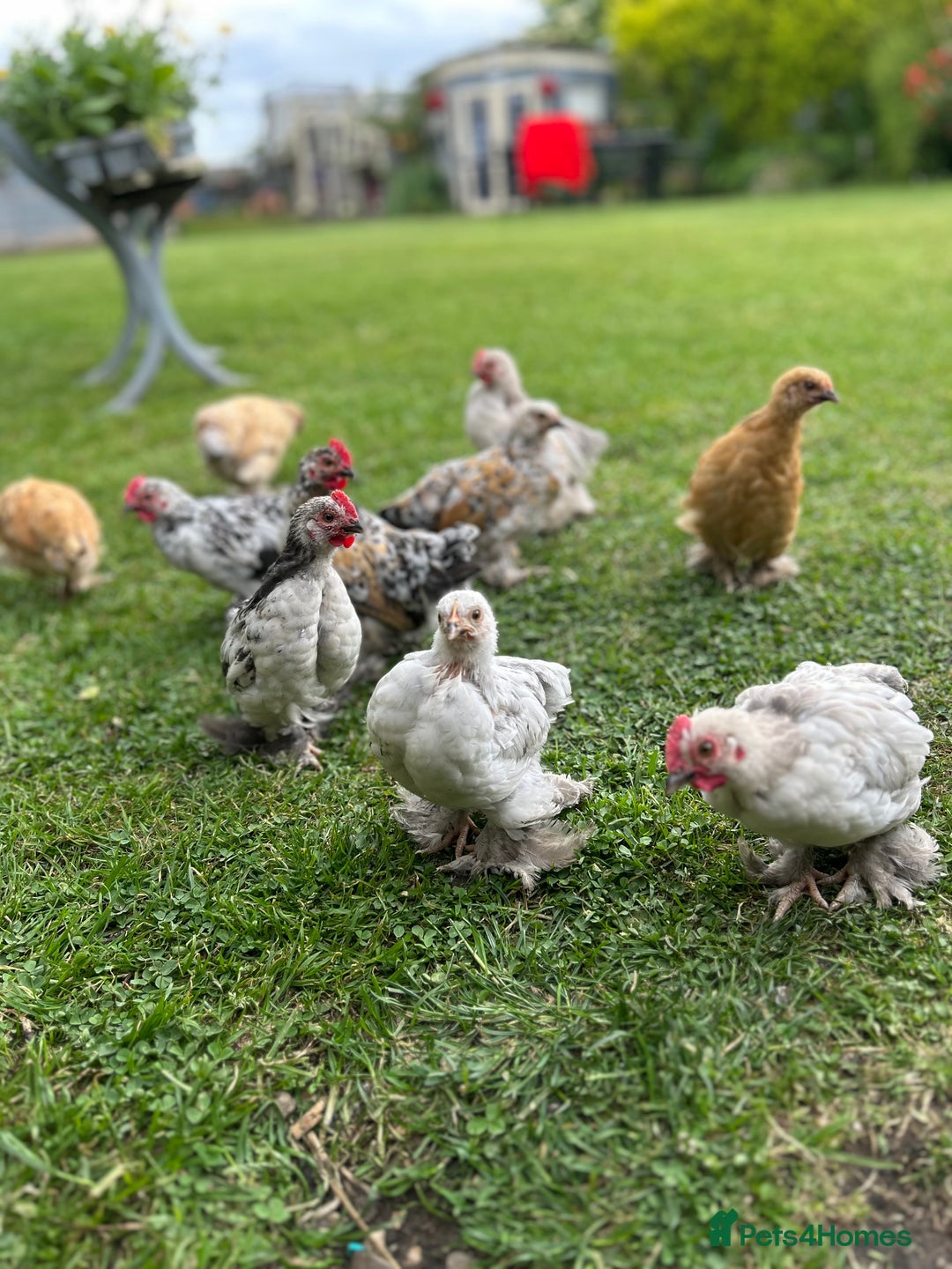 Chickens poultry for sale: Mixed breed sablepoot chickens  - Image 6