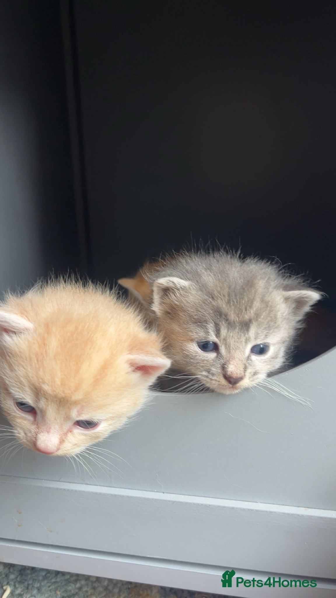 Siamese cats Fluffy Siamese mix kittens - Advert 15