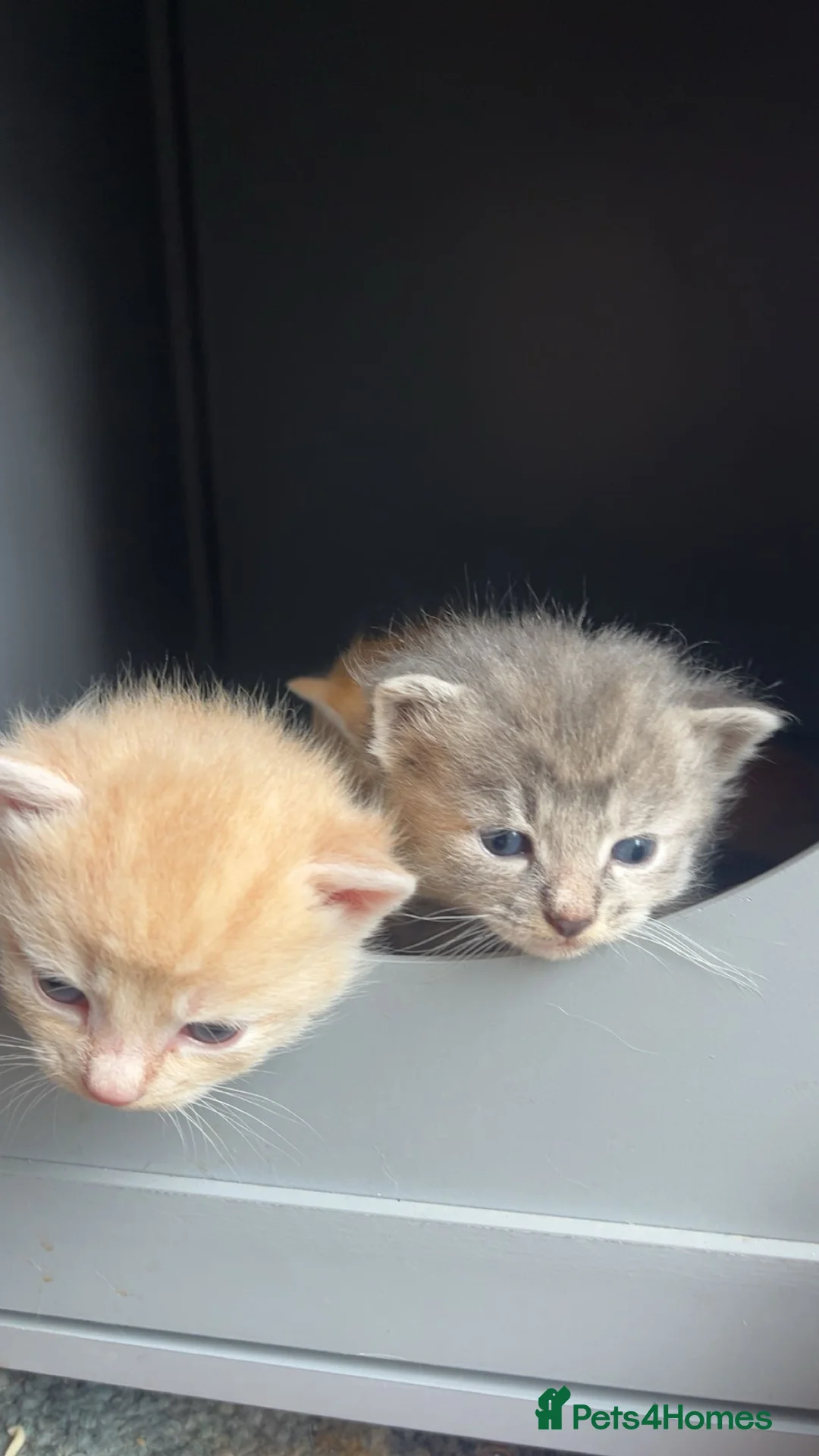 Siamese cats for sale: Fluffy Siamese mix kittens - Advert 1