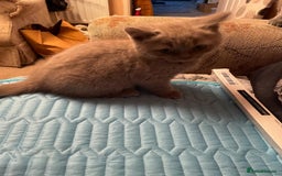 British Shorthair cats for sale: British Lilac Shorthair Kitten Male - Image 10