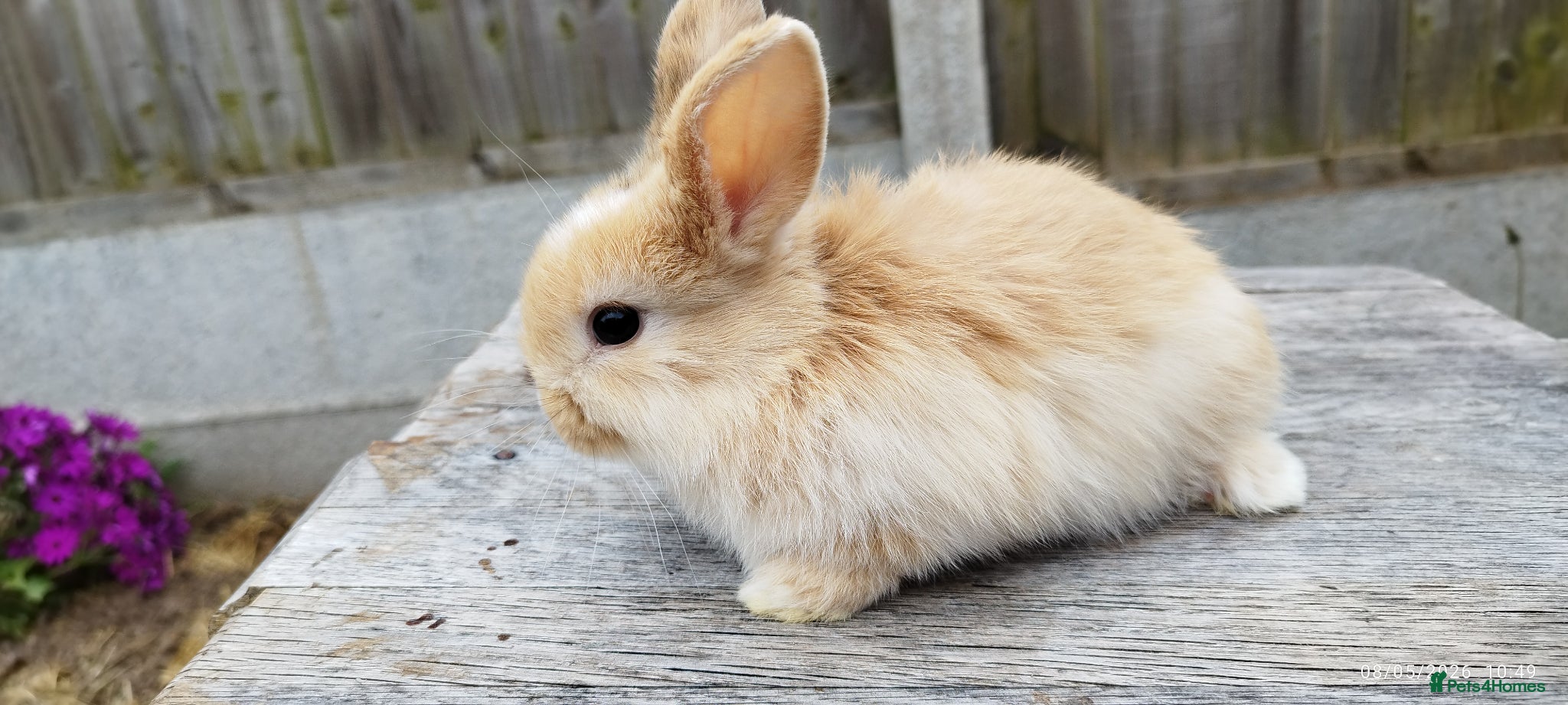 Mini Lop rabbits Mini lop x lion lop bunnies ( Updated:16/05/26) - Advert 20