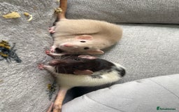 Rat rodents for sale: Pair of 4 month old female rats - Image 1
