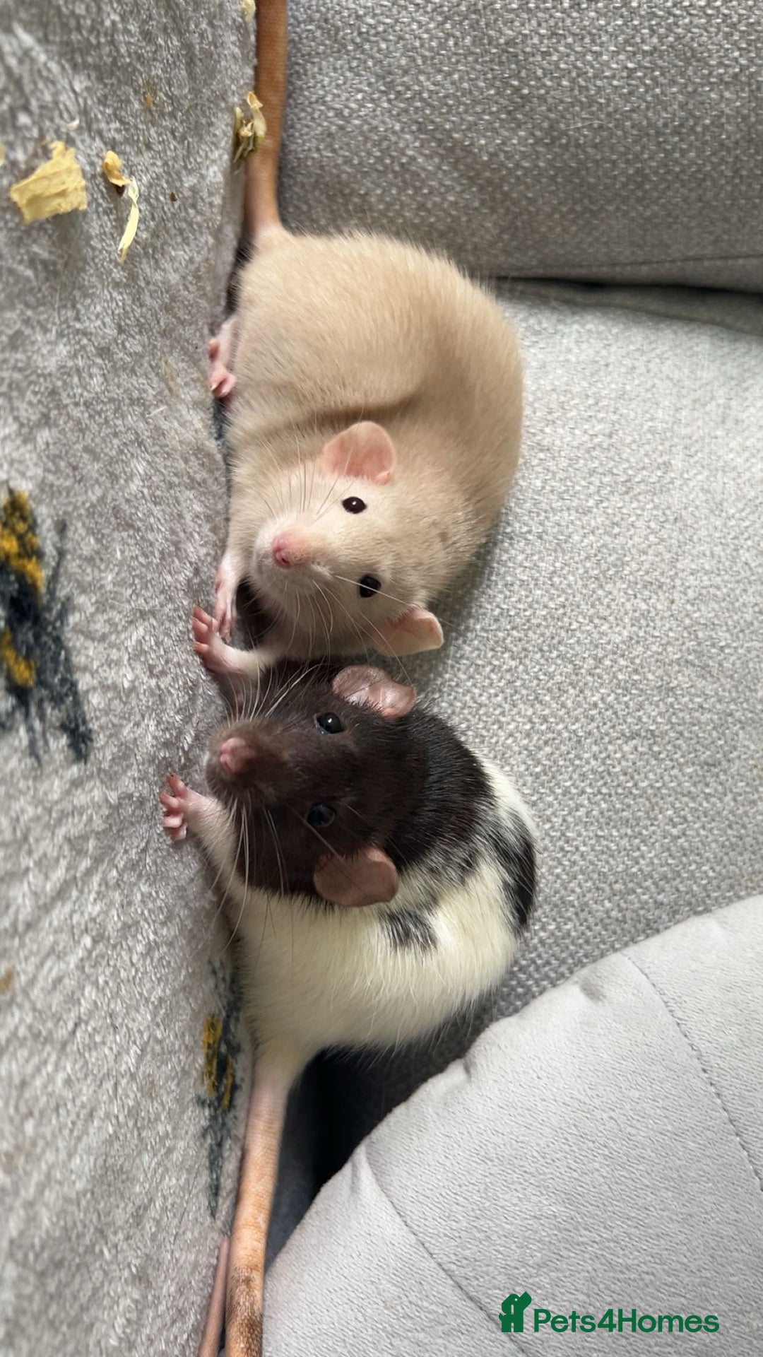 Rat rodents for sale: Pair of 4 month old female rats - Image 1