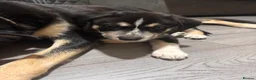 Mixed Breed dogs for sale: Staffie x Husky x Collie Puppies (4 Boys, 1 Girl) in Glasgow - Advert 13