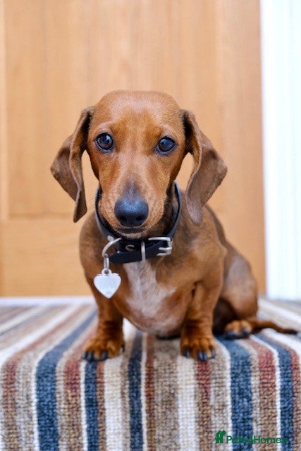 Miniature Dachshund dogs Happy and healthy puppies - Advert 1