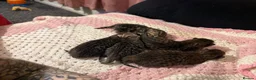 Bengal cats for sale: Bengal x tabby kittens  - Advert 2